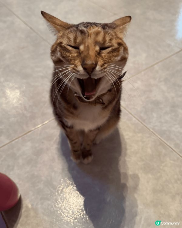 嘩哈哈！呢幾張係我聖誕節同新年，我媽咪幫我買新衫打扮靚靚嘅#...