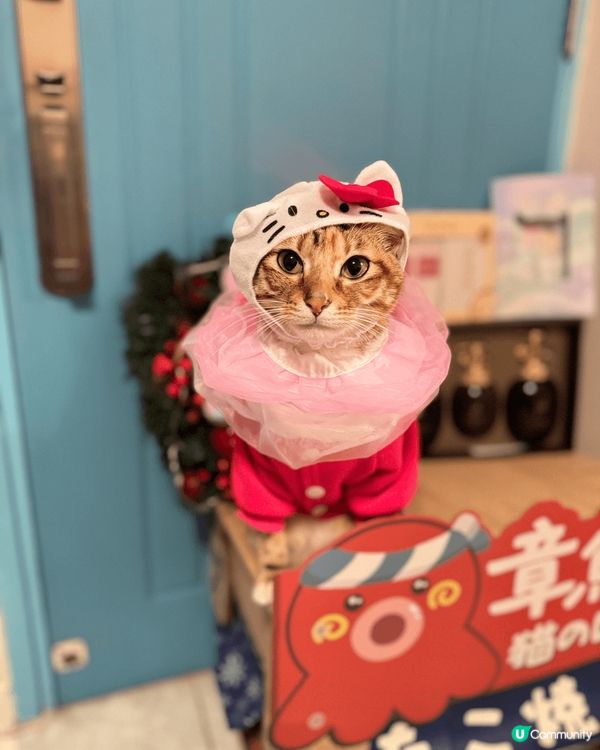 嘩哈哈！呢幾張係我聖誕節同新年，我媽咪幫我買新衫打扮靚靚嘅#...