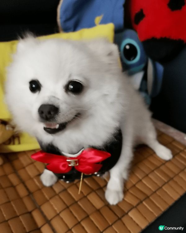 我家孩名叫：小白,好kawaii, 呢個小朋友有好多小動作。...