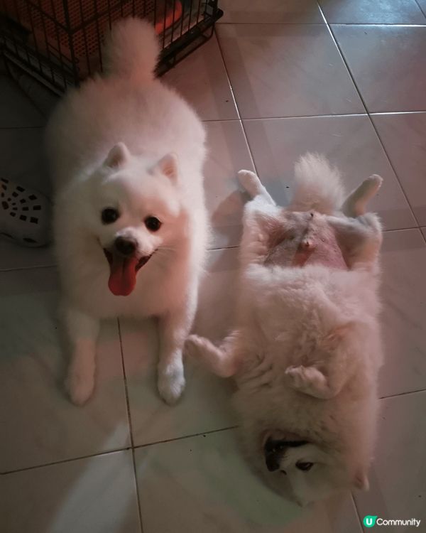 我家孩名叫：小白,好kawaii, 呢個小朋友有好多小動作。...