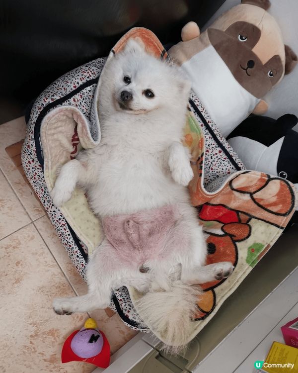 我家孩名叫：小白,好kawaii, 呢個小朋友有好多小動作。...