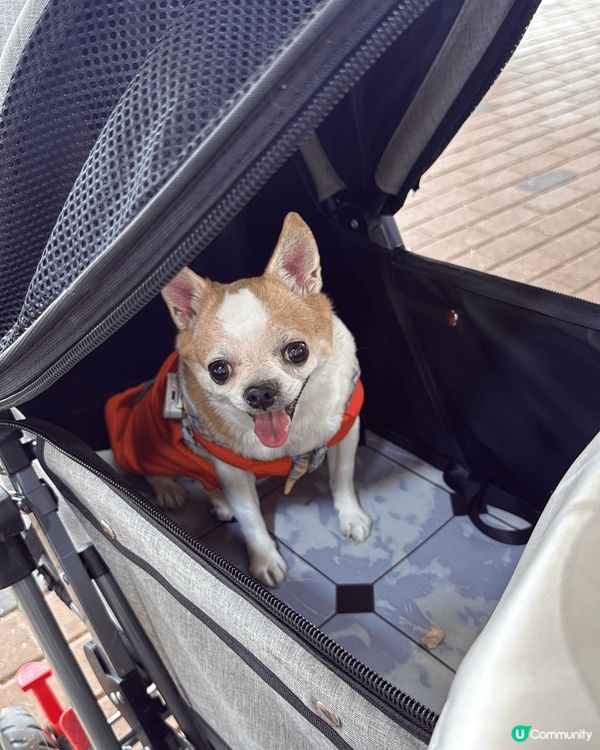 15歲毛孩很愛扮靚，一讚佢靚靚就好開心，會以笑回報