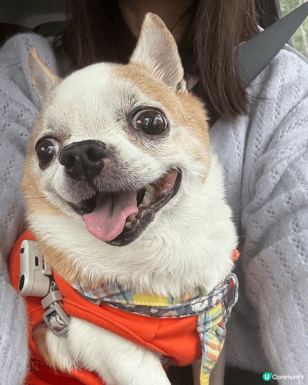 15歲毛孩很愛扮靚，一讚佢靚靚就好開心，會以笑回報