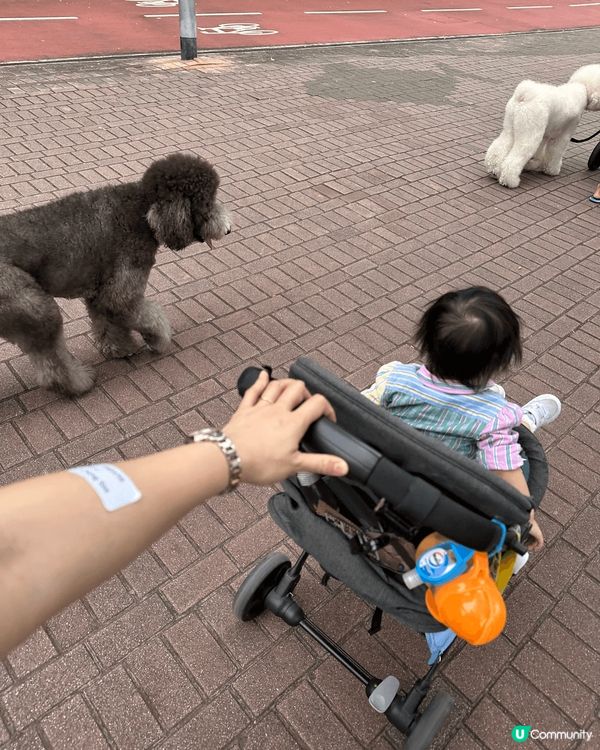 明星狗狗🐩in Tsuen Wan West Promena...