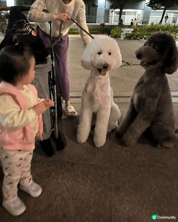 明星狗狗🐩in Tsuen Wan West Promena...