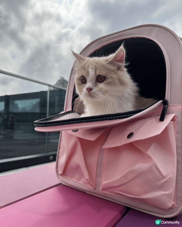 「#喵汪零細菌」我準備去旅行，吾帶貓😺去，喵對我生氣，話我零...