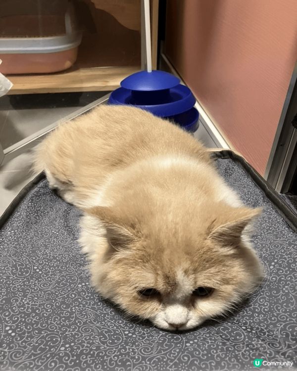 「#喵汪零細菌」我準備去旅行，吾帶貓😺去，喵對我生氣，話我零...