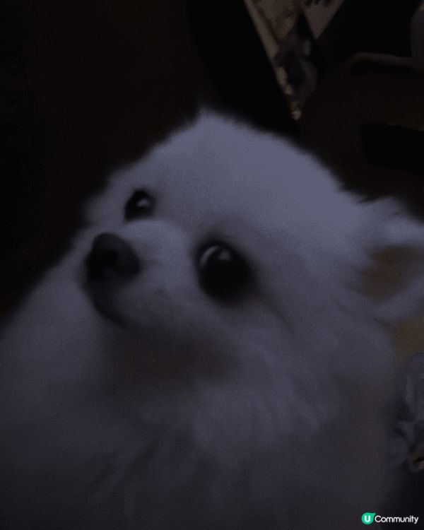 我隻狗唔鐘意出街：（只好喺屋企幫佢影出咗街就要人抱住唔俾影相...