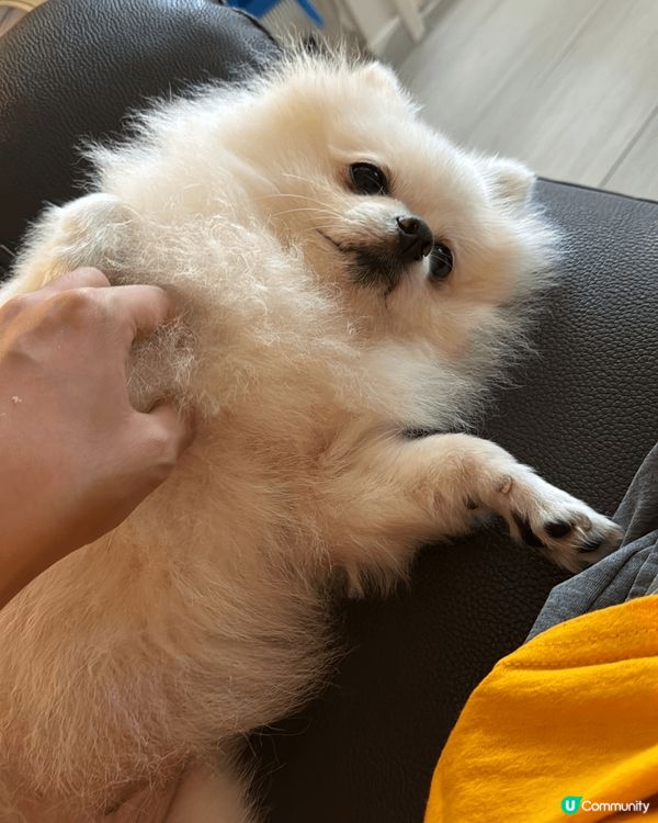 我隻狗唔鐘意出街：（只好喺屋企幫佢影出咗街就要人抱住唔俾影相...