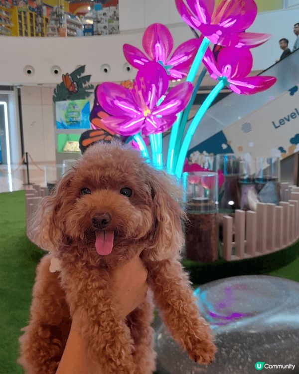 我個名叫Browny, 今年7歲，係個可愛為食妹，成日楼計要...