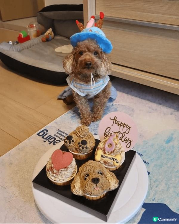 我個名叫Browny, 今年7歲，係個可愛為食妹，成日楼計要...