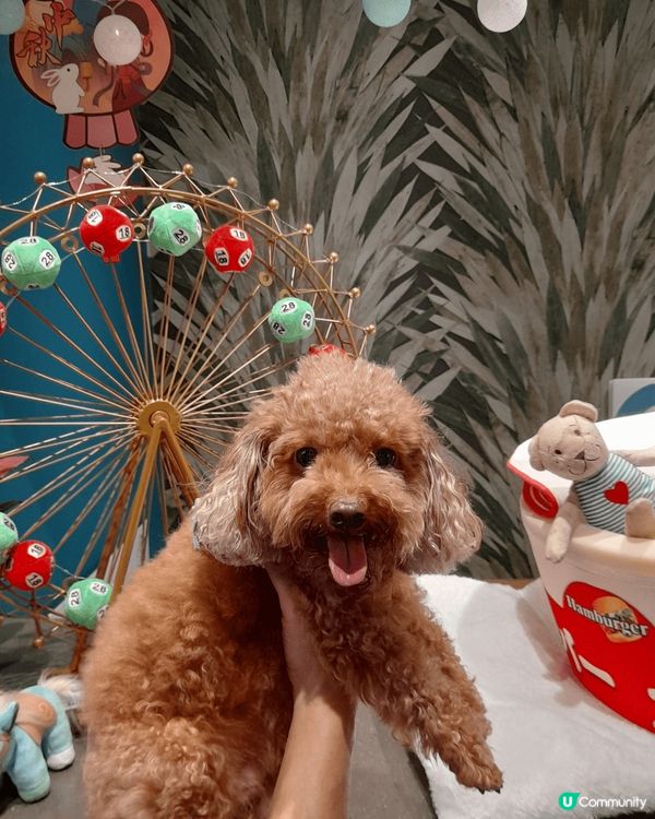 我個名叫Browny, 今年7歲，係個可愛為食妹，成日楼計要...