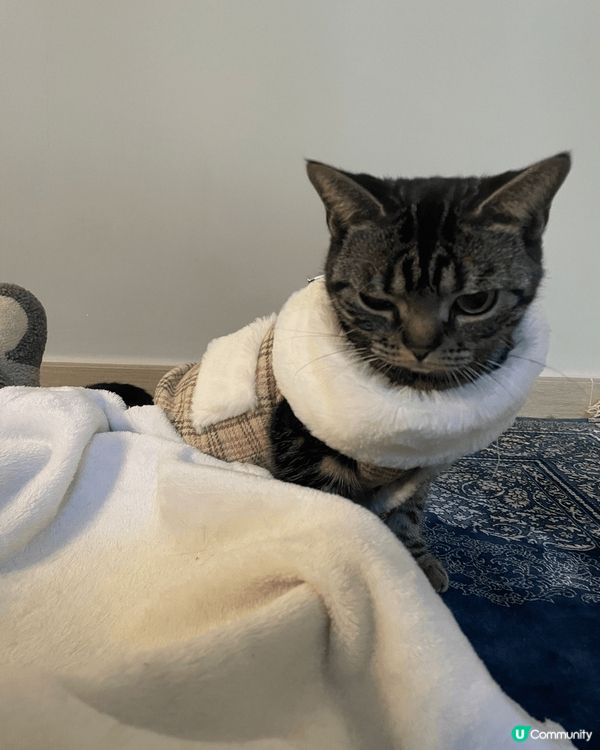 😺😸😽😼😾😻🙀