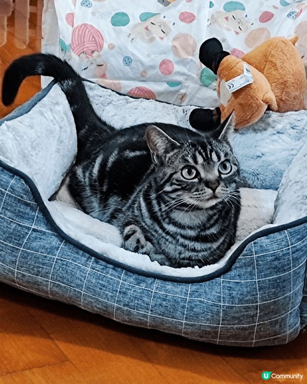 😺😸😽😼😾😻🙀