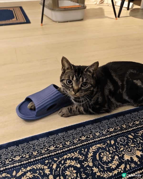 😺😸😽😼😾😻🙀