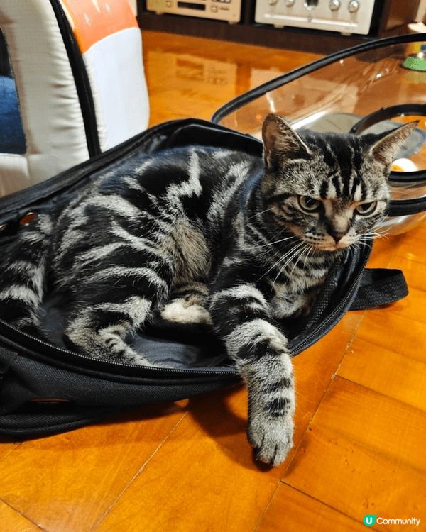 😺😸😽😼😾😻🙀