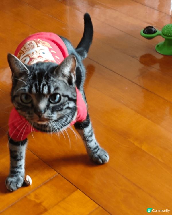 😺😸😽😼😾😻🙀