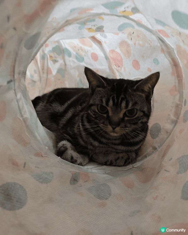 😺😸😽😼😾😻🙀