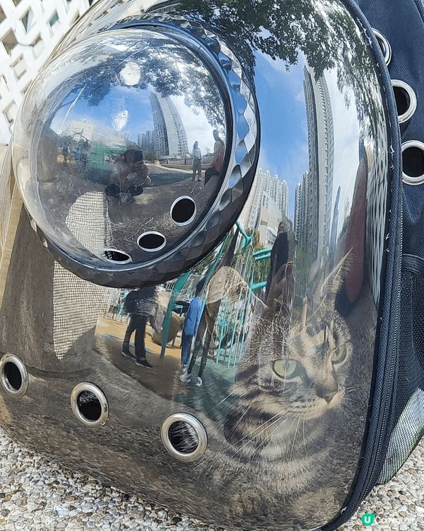 😺😸😽😼😾😻🙀