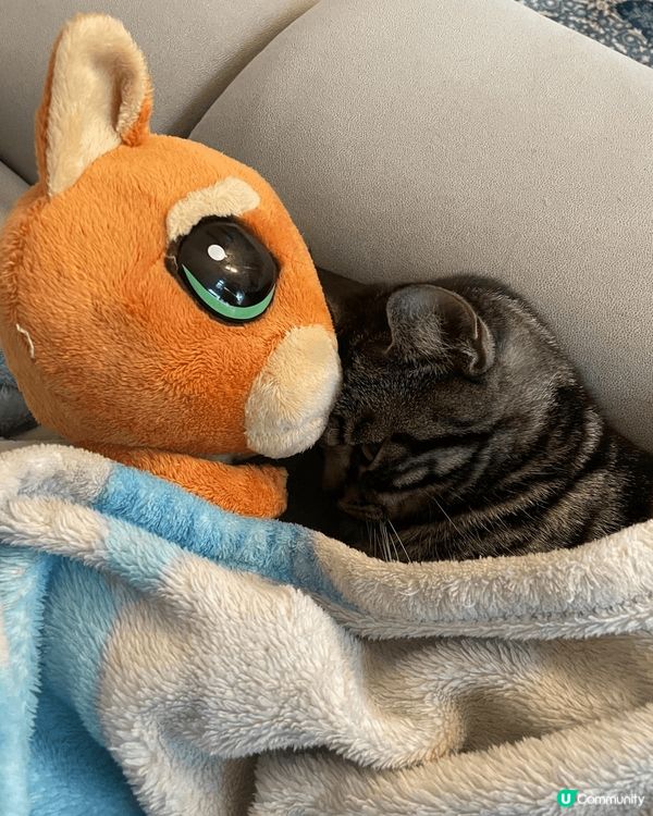 😺😸😽😼😾😻🙀