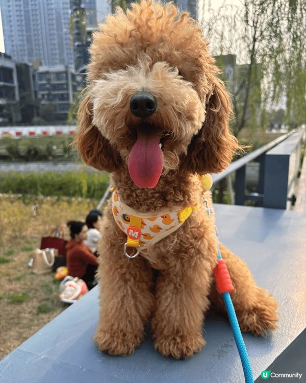 我係今日啱啱先1歲生日嘅余蛋🐶