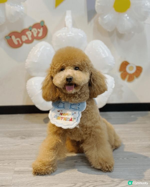 我係今日啱啱先1歲生日嘅余蛋🐶