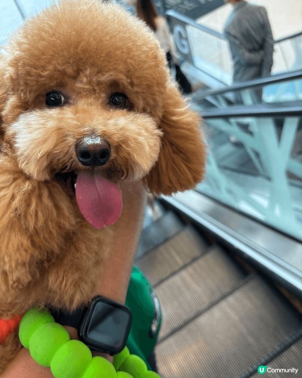 我係今日啱啱先1歲生日嘅余蛋🐶