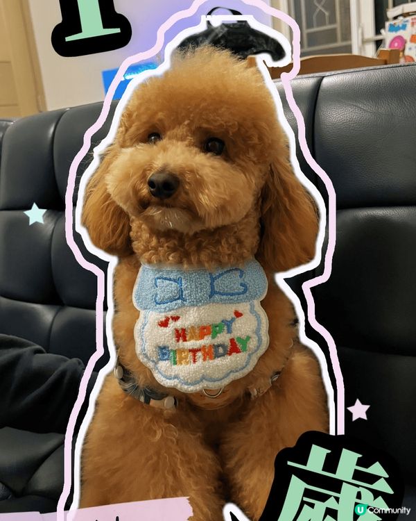我係今日啱啱先1歲生日嘅余蛋🐶