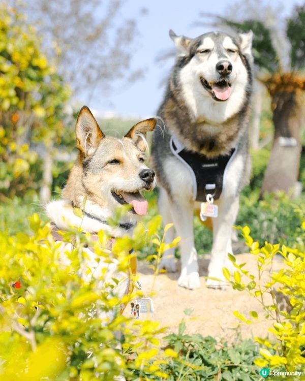 錦上路男團「7 街 Boys」參戰📣