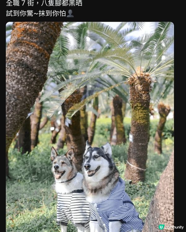 錦上路男團「7 街 Boys」參戰📣