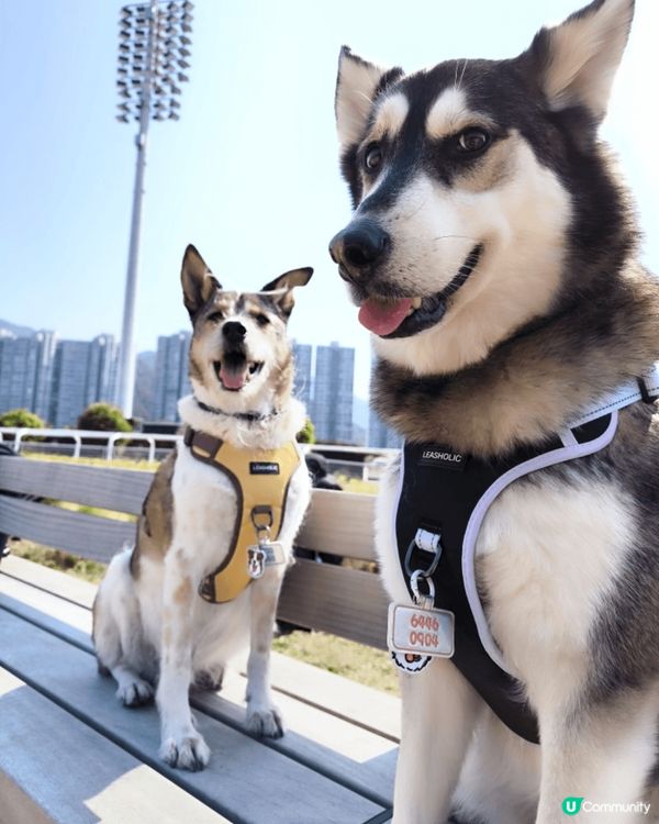 錦上路男團「7 街 Boys」參戰📣