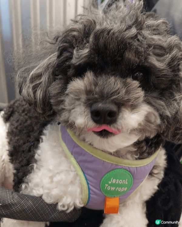 我叫Jimmy仔，係一隻黑白混色Poodle，每日扮Cool...