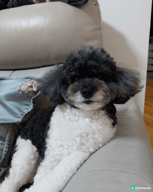 我叫Jimmy仔，係一隻黑白混色Poodle，每日扮Cool...