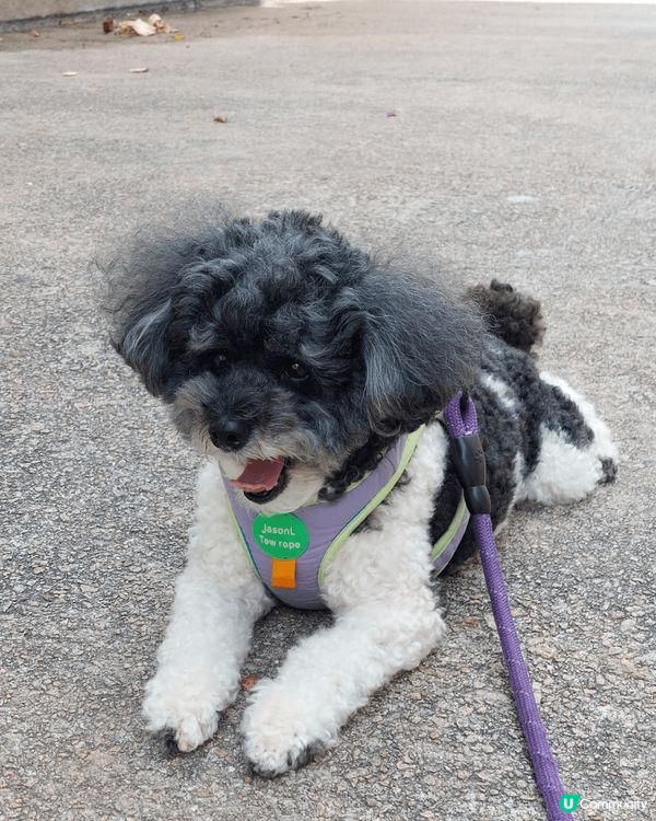 我叫Jimmy仔，係一隻黑白混色Poodle，每日扮Cool...