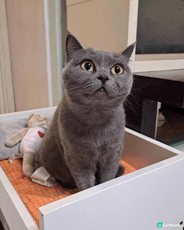 屋企好多貓狗，每日都要消毒殺菌確保毛孩健康成長，但都比佢哋嘅...