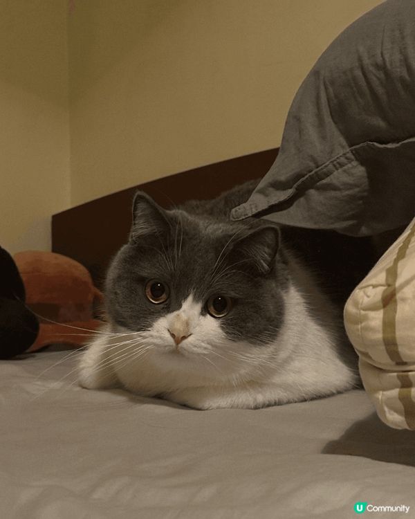 屋企好多貓狗，每日都要消毒殺菌確保毛孩健康成長，但都比佢哋嘅...