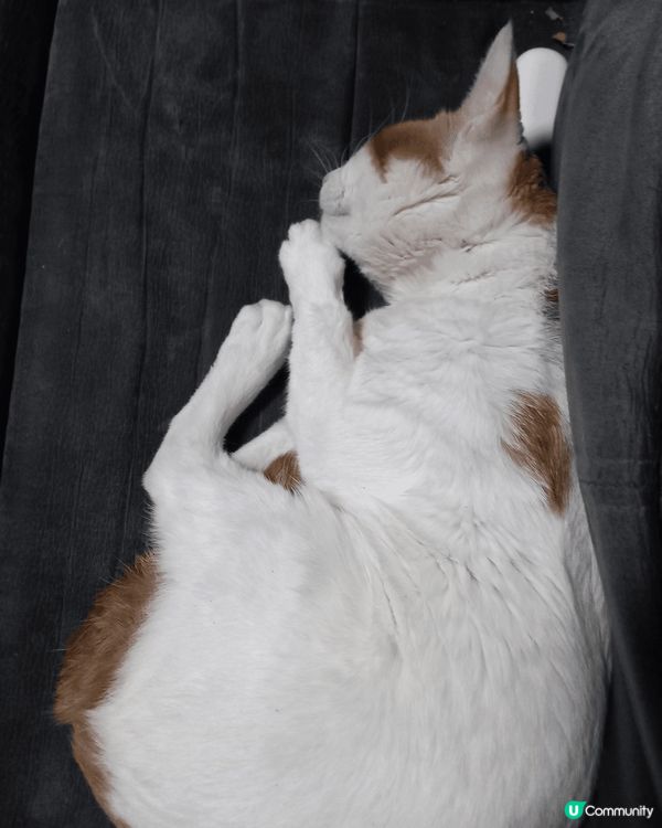 一影相自動擺pose