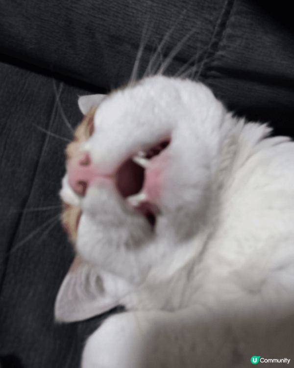 一影相自動擺pose