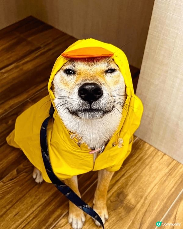 呢隻衰豬平日好活潑，好貪玩唔願停。但一話打扮去街就會企定定比...