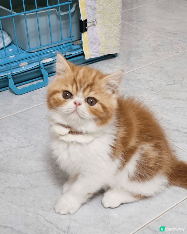 懵懵嚟咗我哋屋企第一個星期，佢仲喺度週圍探索緊。