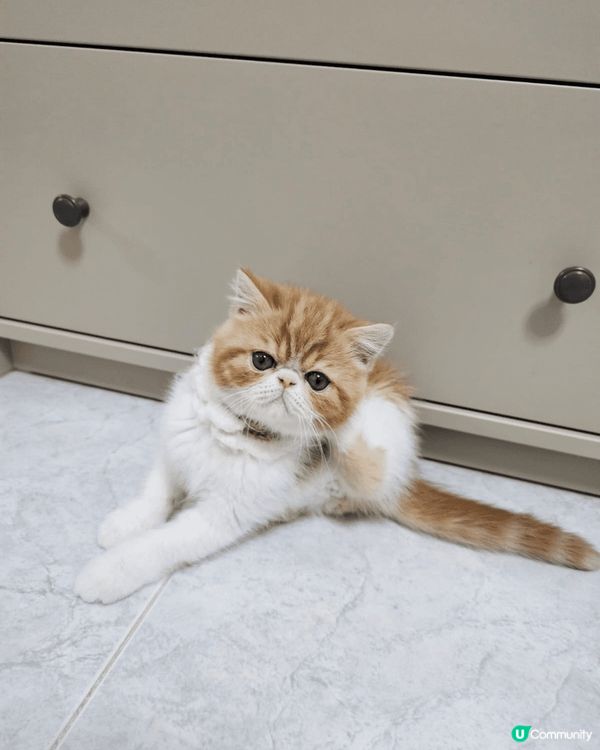 懵懵嚟咗我哋屋企第一個星期，佢仲喺度週圍探索緊。