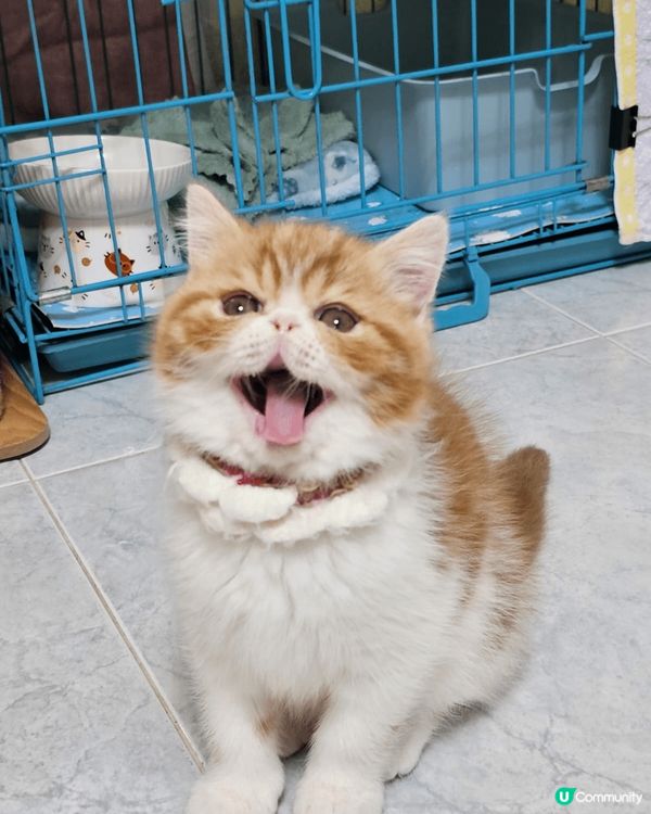 懵懵嚟咗我哋屋企第一個星期，佢仲喺度週圍探索緊。