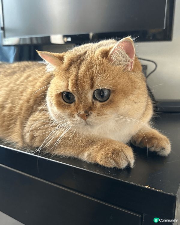 我係屋企係貓大佬，鍾意食就食，玩就玩，瞓就瞓，不愛受束縛，奴...