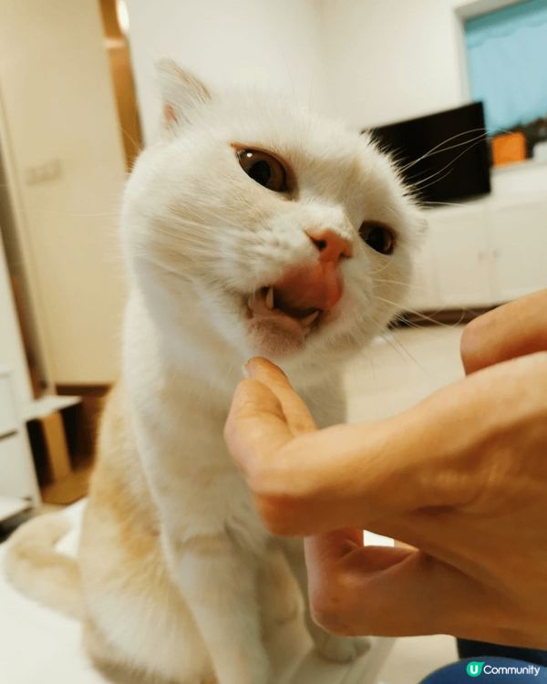 我每日都好充實㗎，過住d好多人類都想過嘅生活，就係玩，食，瞓...