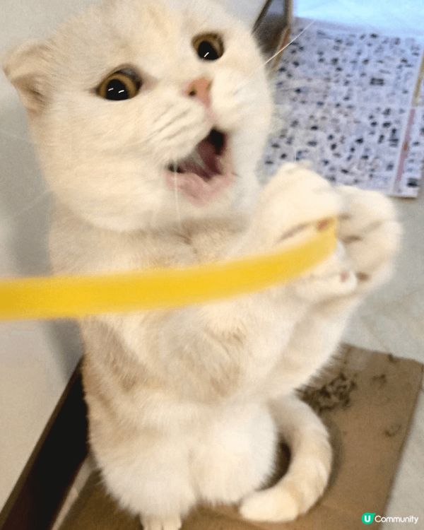 我每日都好充實㗎，過住d好多人類都想過嘅生活，就係玩，食，瞓...