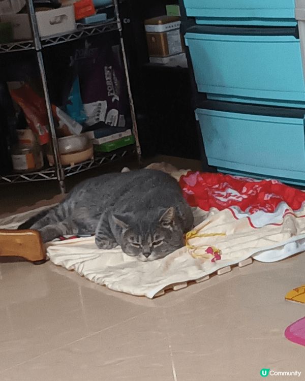 Hello ！我叫Tiger 仔，今年4歲喇！我好惡架，千其...