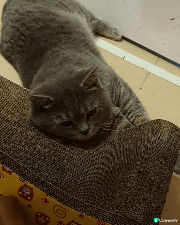 Hello ！我叫Tiger 仔，今年4歲喇！我好惡架，千其...