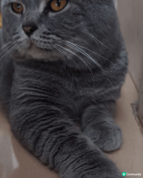 Hello ！我叫Tiger 仔，今年4歲喇！我好惡架，千其...