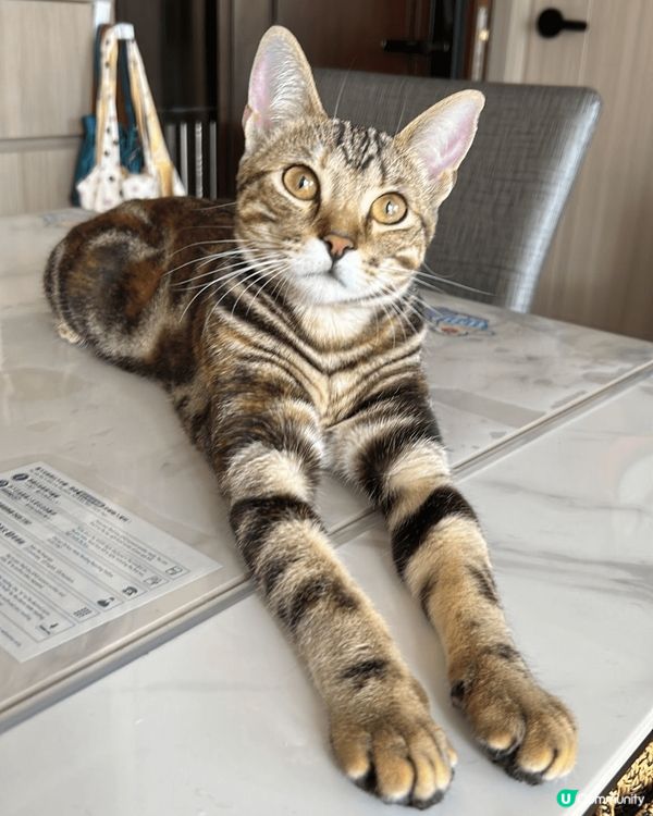 小貓睡覺，睡得超熟睡的時候最可愛，這麼喜歡四處在家中休息，每...