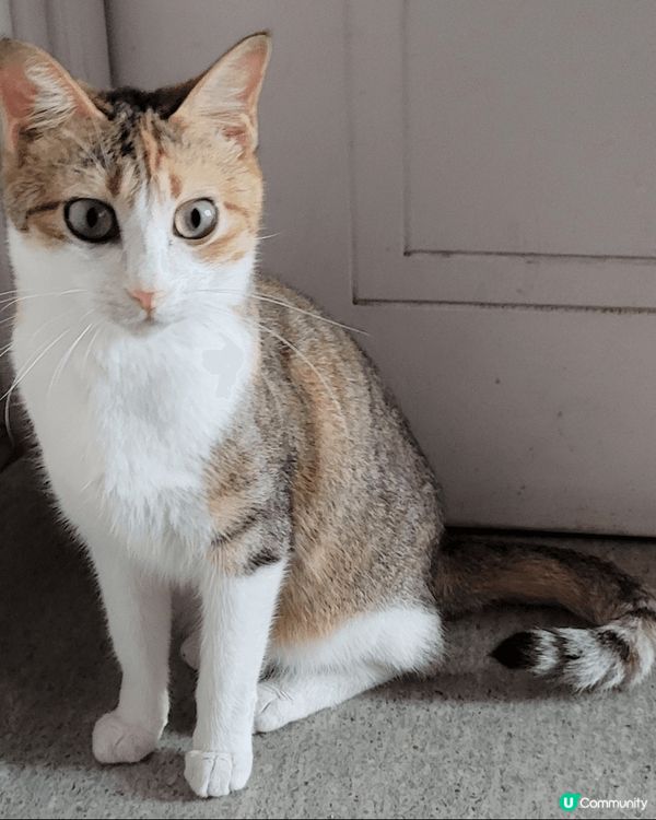 貓咪雖然自我，但也很親人，牠們有時會為建立猫群中的地位和爭地...